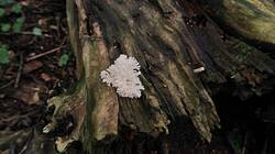 988085794_08-25-22-(6).thumb.jpg.eba104c5c81fafe5767375377f5e1c60.jpg
