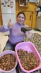рыжики.jpg