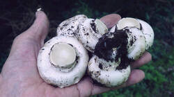 Agaricus__bitorquis_AWP_20250729.thumb.JPG.d5518a26a9600f87ac5c8982acf98963.JPG