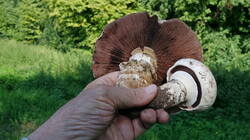 Agaricus_bitorquis_AWP_202508_07.thumb.JPG.1e495d14529c7c536f518dc007386ec8.JPG
