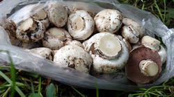 Agaricus_bitorquis_AWP_2025_0729.thumb.JPG.4e996638f193ad0231fef11fb9893082.JPG