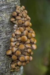 Armillaria__5D_8194.thumb.jpeg.440de0a845238d41e920dd2345e6ca53.jpeg