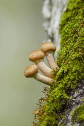 Armillaria__5D_8211.thumb.jpeg.60ffcb19281be0d17ff94128e245d3a3.jpeg