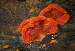 Crepidotus_cinnabarinus_PSA_20180725_01.jpg