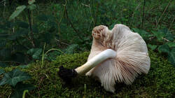 DSC00133.thumb.JPG.0b7cbd30268e2ca81b0bebbac372b11a.JPG