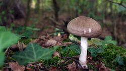 DSC00136.thumb.JPG.7af0306ed58cfb2844dc20d576e6d8fc.JPG