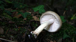 DSC00138.thumb.JPG.28b4c17b7df07d986aba909e138aa773.JPG