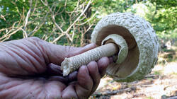 DSC01865.thumb.JPG.bd230c8355885e1a3779f962f952c6bf.JPG
