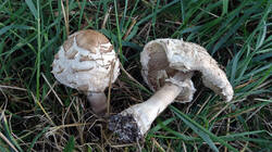 DSC01901.thumb.JPG.ff53522d59dc9e65211091f8e0fa9127.JPG