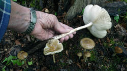 DSC09561.thumb.JPG.e283f3d297eec3e87cdd19a70b478c6f.JPG