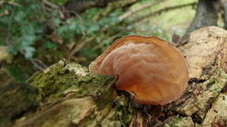 DSC09723.thumb.JPG.4dd1031a8ee2b8dadf45fc956b018a55.JPG