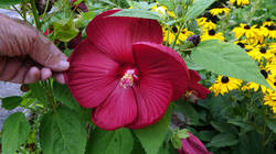 DSC09874.thumb.JPG.be3f6d07f15a0a815e742a19dd523964.JPG