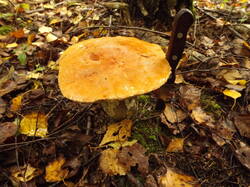 DSCF6015.JPG