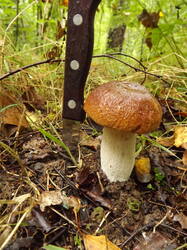 DSCF6016.JPG