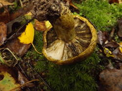 DSCF6068.JPG