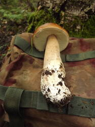 DSCF6071.JPG