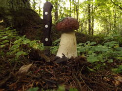 DSCF6077.JPG