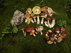 DSCF6079.JPG
