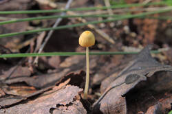 DSCN0952.thumb.jpg.a5989a440ba21ff746be6be81bdbbd2e.jpg