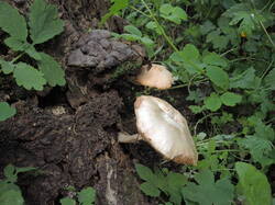 DSCN1409.thumb.JPG.5389ba6054cd604bc34545e4441ff310.JPG