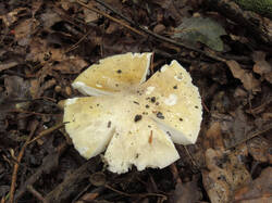 DSCN1503_.thumb.jpg.343d643b0a93321d75636dfcef01cda7.jpg
