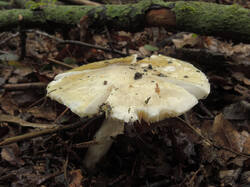 DSCN1509_.thumb.jpg.5ae2619830f5e3614ffb0b7bb6d17ccc.jpg