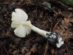 DSCN1531.thumb.JPG.91c467cb5c49a0916327ad26702b914d.JPG