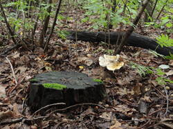 DSCN1547.thumb.JPG.7370f9bbbc502ac4cb4ddef1f4766f3f.JPG
