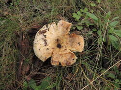 DSCN1609.thumb.JPG.4b560968a5eafbd857c3486333d4f2e3.JPG