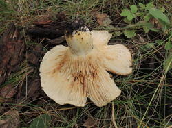 DSCN1610.thumb.JPG.7058336a1610c674154db474fb96c3de.JPG
