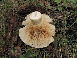 DSCN1613.thumb.JPG.1329b0ee75b13d17e8e099b2d878bd80.JPG