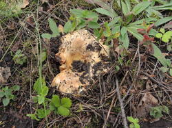 DSCN1614.thumb.JPG.5ac98b2972f0314755d3b0bb0a560792.JPG