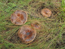 DSCN1651.thumb.JPG.d064516dc7dd43e7e8800baaec58d4fa.JPG