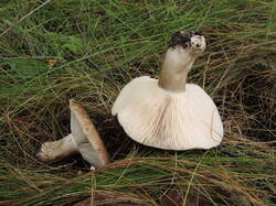 DSCN1655.thumb.JPG.0258feaed22d78ce38e00bac9a534c02.JPG