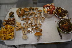 DSC_0217.JPG