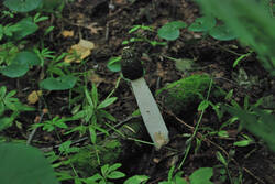 DSC_4740.thumb.jpg.87ef89801c95c0b4e3f13708f4fbf700.jpg