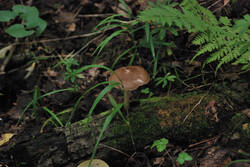 DSC_4743.thumb.jpg.60576091230d500cddbee8d15a2ee762.jpg