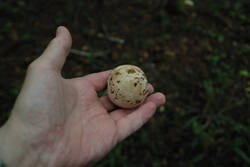 DSC_4749.thumb.jpg.9f5c1f9df582d2b299f153c6f6b219c5.jpg