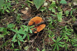 DSC_4752.thumb.jpg.2c326fa16d51f278e13a02a86c521be0.jpg
