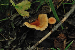 DSC_4753.thumb.jpg.e8d4efd4973bbbcf597e50b58ef4375e.jpg