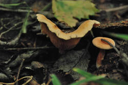 DSC_4754.thumb.jpg.55c90084a26456b81aef8c8f31cae368.jpg