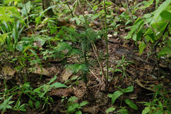 DSC_4759.thumb.jpg.48e0e3c4b74ac093d885282b9b961e49.jpg