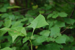 DSC_4761.thumb.jpg.f3db0d28b764bb63d05fef82fb97ec5c.jpg