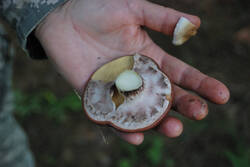 DSC_4763.thumb.jpg.646eac5f9d3ad2fd545aca4b2216bcff.jpg