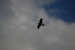 DSC_4813.thumb.jpg.fe10b72f0e641b0fe16e3fc649bc7f86.jpg