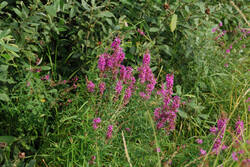DSC_4965.thumb.jpg.b9bd9cf26a74a53920df3537910b8039.jpg