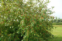DSC_4972.thumb.jpg.c95fc8a1124a23823498e355336c1800.jpg