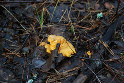 DSC_5029.thumb.jpg.e6ce944db5c026b5053d7c563d265261.jpg