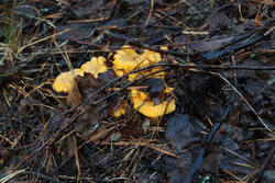 DSC_5030.thumb.jpg.7d61fc02783fe68eae60db9e9a14c394.jpg