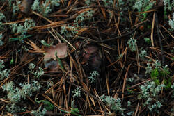 DSC_5046.thumb.jpg.48760a8665274a605e2f079f1eb9080b.jpg
